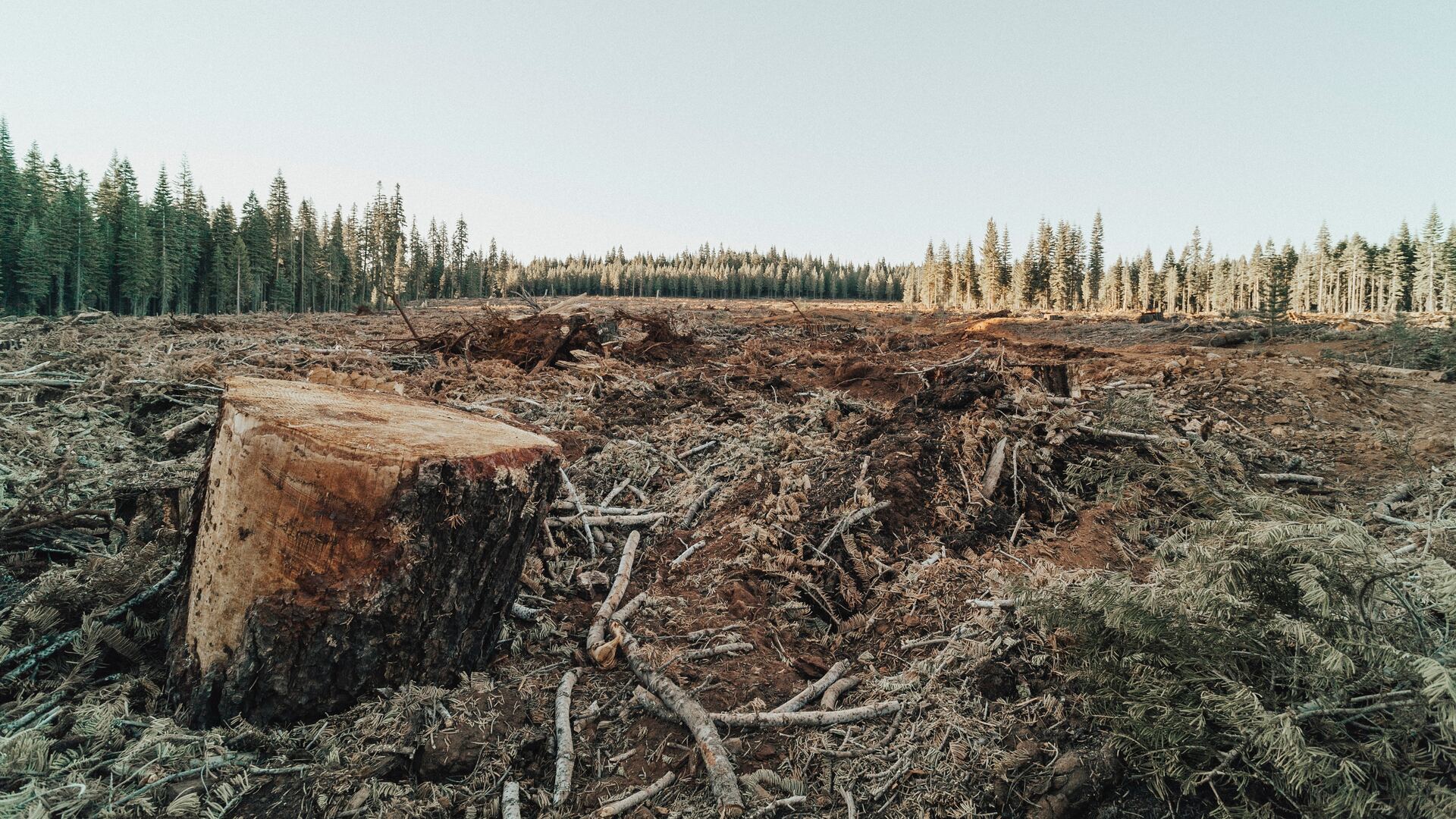 La DÉFORESTATION est due à la population croissante...